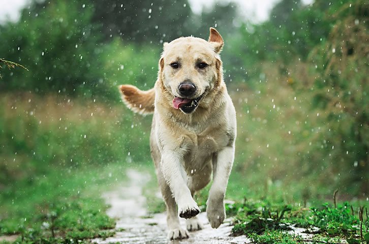 Em época de chuva, atenção redobrada: leptospirose