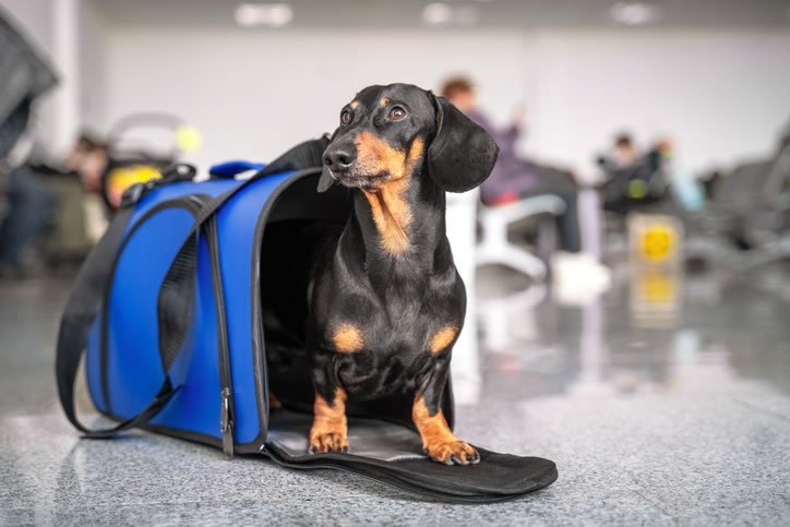 Já fez o checkup viagem de seu PET?